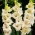 Gladiolus Rivendell - pachet mare! - 50 buc.