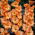 Princess Ruffle gladiolos - 5 piezas