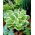 Diana Remembered hosta, plantain lilje - stor blomst - stor pakke! - 10 stk.