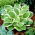 Diana Remembered hosta, plantain lilje - stor blomst - stor pakke! - 10 stk.