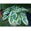 First Frost hosta, plantain lily