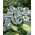 First Frost hosta, plantain lily - large package! - 10 pcs