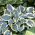 First Frost Hosta, Spitzwegerich - Großpackung! - 10 Stk - 
