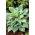 Hosta bleu parfume, lys plantain - une variete parfumee