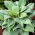Hosta bleu parfume, lys plantain - une variete parfumee