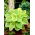 Fragrant Bouquet hosta, plantain lily - a fragrant variety