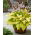 Ki Ren Jyaku hosta, plantain lily - pink, semi-double flower - large package! - 10 pcs