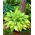Lady Guinevere hosta, plantain lily - dark pink flower