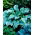 Regal Splendor hosta, plantain lily