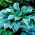 Regal Splendor hosta, plantain lily