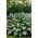 Snake Eyes hosta, plantain lily - large package! - 10 pcs
