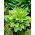 So Sweet hosta, plantain lily - a fragrant variety