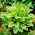 So Sweet Hosta, Wegerichlilie - eine duftende Sorte - 