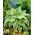 Yellow River hosta, plantain lily