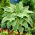 Yellow River hosta, plantain lily