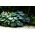 Hosta Kingsize, crin de pătlagină - frunze de mărime XL - pachet mare! - 10 buc.