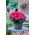 Superba Rose begonie cu flori mari - flori roz - roz - 2 buc.