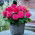 Superba Rose begonie cu flori mari - flori roz - roz - 2 buc.
