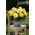 Superba Begonia jaune a grandes fleurs - fleurs jaunes - 2 pcs