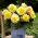 Superba Begonia jaune a grandes fleurs - fleurs jaunes - 2 pcs