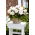 Superba storblomstret begonia Hvid - 2 stk.