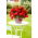 Begonia parfume Odorata Red Glory - grand paquet ! - 20 pieces
