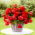 Begonia parfume Odorata Red Glory - grand paquet ! - 20 pieces