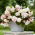 Odorata Angelique fragrant begonia - large package! - 20 pcs