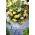 Odorata Sunny Dream begonie parfumata - pachet mare! - 20 buc.