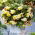 Odorata Sunny Dream begonie parfumata - pachet mare! - 20 buc.