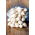 ceapa alba alba Alibaba - 10 kg - 
