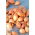Ceapa primavara Sopelek - bulbi alungiti - 10 kg