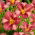 Chicago Knobby daylily