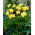Double River Wye daylily