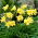 Double River Wye daylily