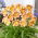 London Eye daylily