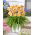 London Eye daylily