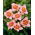 Longfields Glory daylily