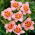 Longfields Glory daylily