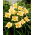 Mini Pearl daylily - nagy csomag! - 10 db.
