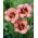Orchid Candy daylily