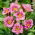 Siloam New Toy daylily