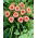Siloam Ribbon Candy daylily
