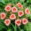 Siloam Ribbon Candy daylily