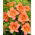South Seas daylily - large package! - 10 pcs