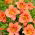 South Seas daylily - large package! - 10 pcs