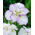 Vacsoratál Tiramisu japán írisz (Iris ensata)