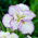 Vacsoratál Tiramisu japán írisz (Iris ensata)