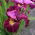 Miss Apple Iris de Siberie; drapeau siberien