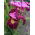 Miss Apple Iris de Siberie; drapeau siberien